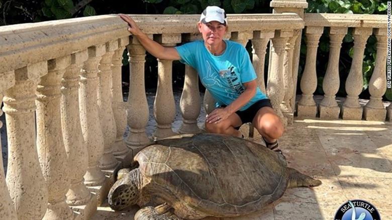 Rescuers heaved a massive sea turtle back into the ocean after it got stuck on a beachfront patio