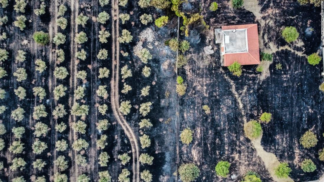 This aerial photo shows burnt olive trees and fields in Megara, Greece, on July 20.