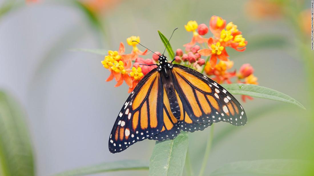 file-monarch-butterfly-danaus-plexippus-on-echinacea-purpurea-2800px