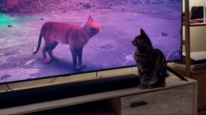 People are posting their cats' reactions to this new video game 