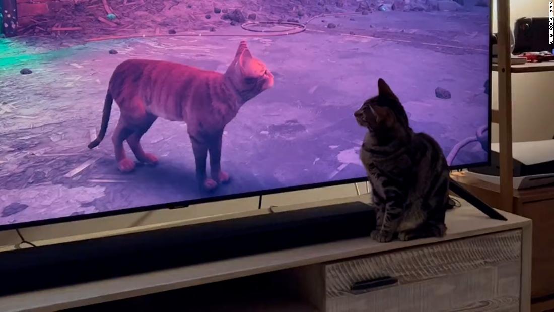 People are posting their cats' reactions to this new video game