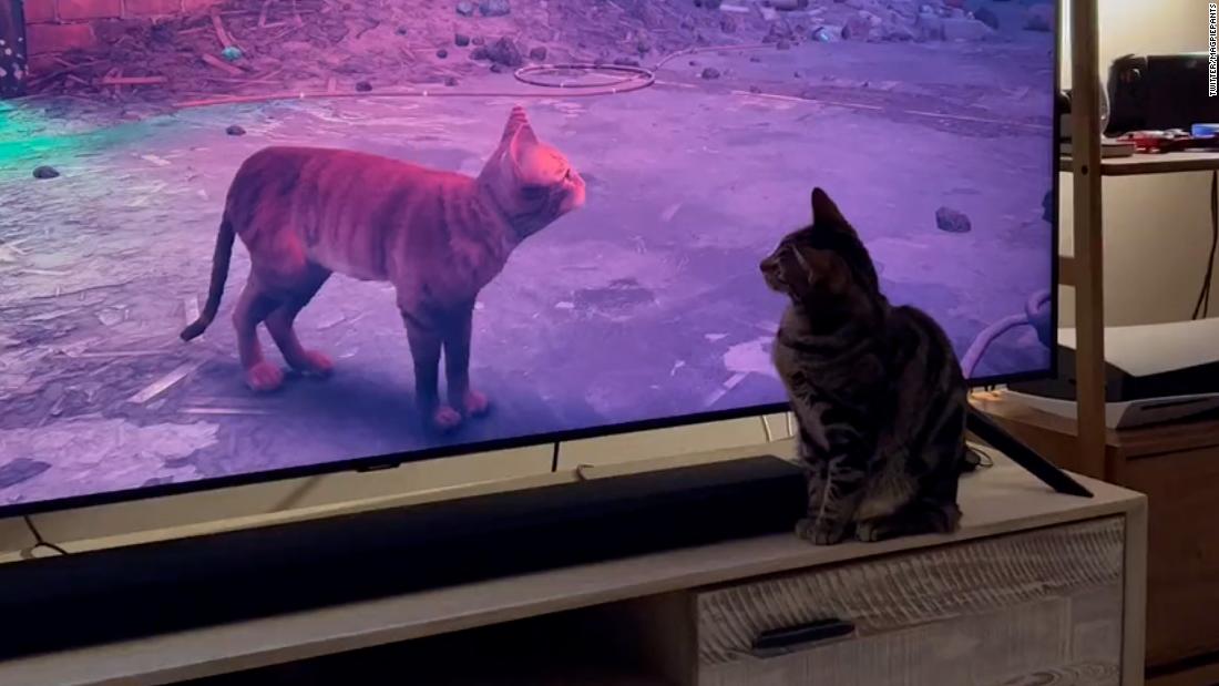 Watch: People are posting their cats’ reactions to this new video game  – CNN Video
