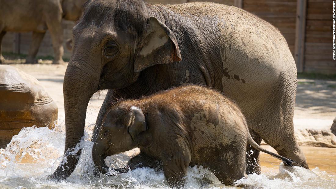 Ice cream and air-conditioned bedrooms: Here’s how zoos keep animals cool during a heatwave