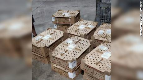 Cardboard boxes contain baby chickens that died from excessive heat in Miami.