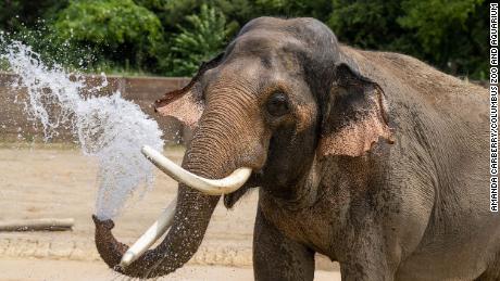 Azijos dramblys Hankas atsivėsina vandenyje Kolumbo zoologijos sode ir akvariume Ohajo valstijoje. 