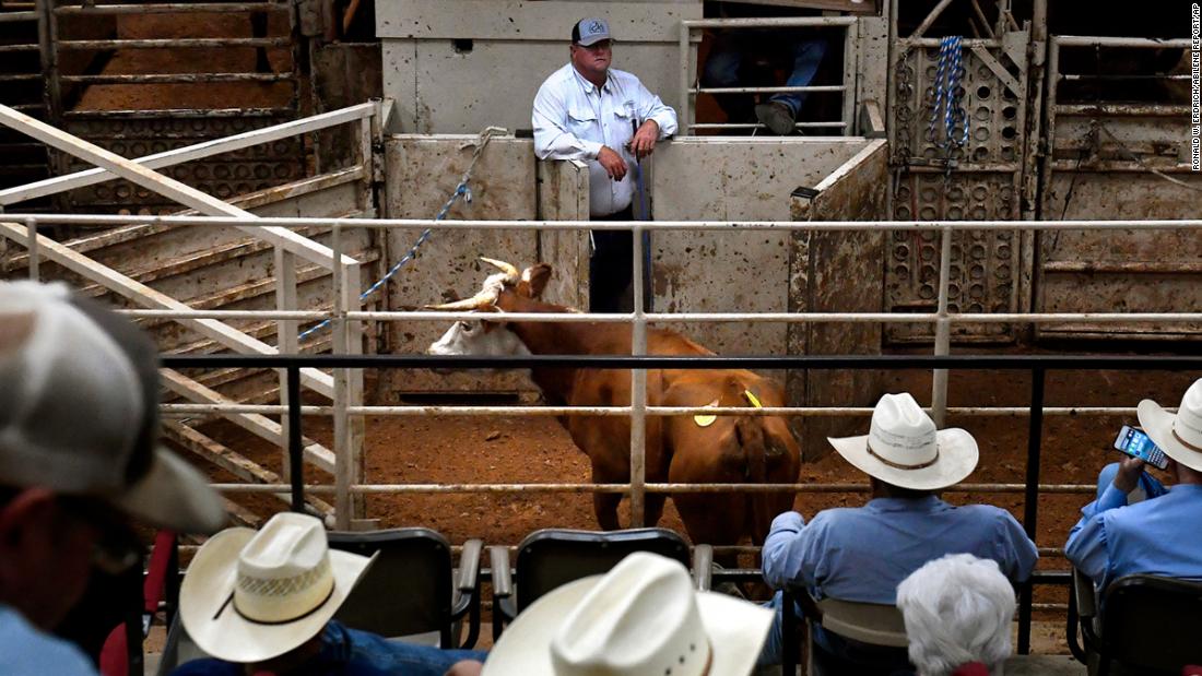 No water, burnt grass: Farmers forced to sell their cows as drought conditions worsen across the US