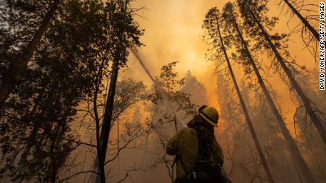 Un vigile del fuoco ha raffreddato un albero in fiamme vicino all'Oak Fire vicino a Midpines, a nord-est di Mariposa, in California, sabato.