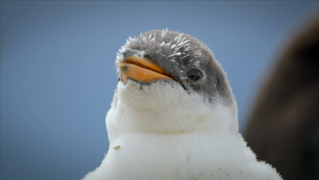 Inside look at life in penguin colonies – CNN Video