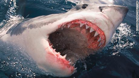 Cum să supraviețuiești unui atac de rechin - sau mai bine, evită-l cu totul