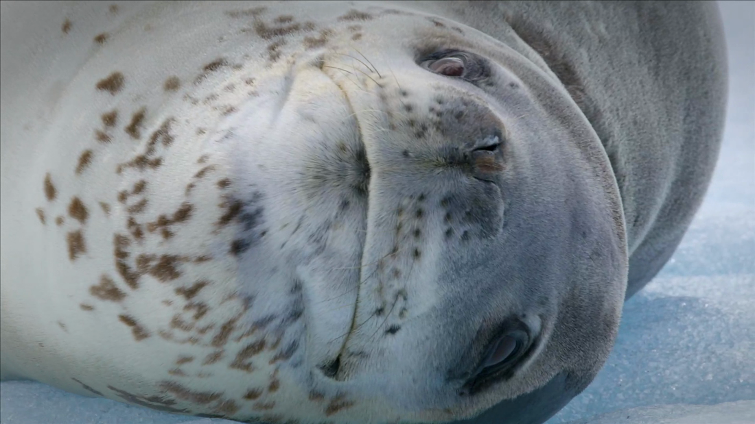 The mysterious diet of leopard seals – CNN Video