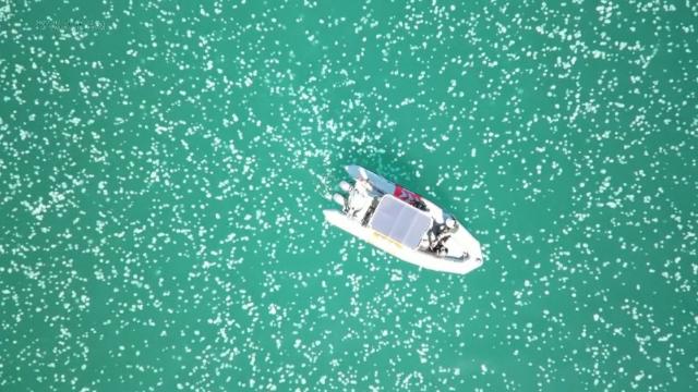 Gemist: See why swarms of jellyfish are surrounding this boat in the