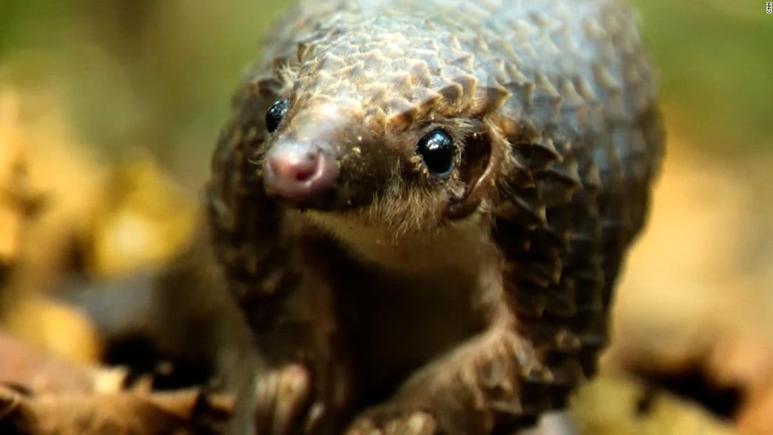 This rescue center is helping the world’s most trafficked mammal – CNN Video