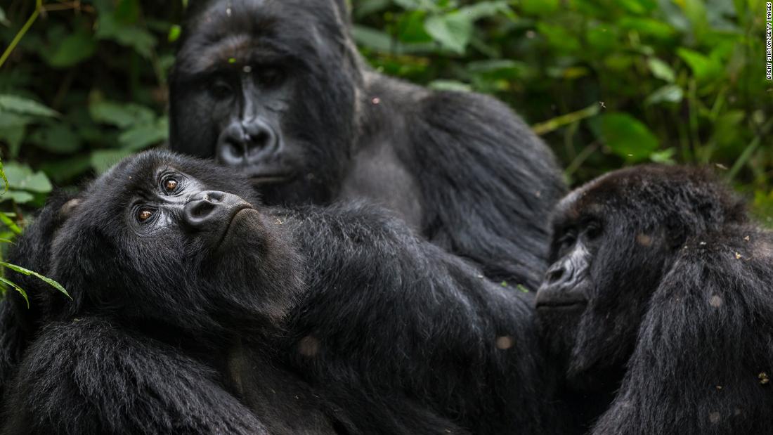 Congo set to auction UNESCO World Heritage site to oil companies