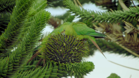 Austral parakeets love to feast on the pine nuts of monkey puzzle trees in South America&#39;s Patagonia.