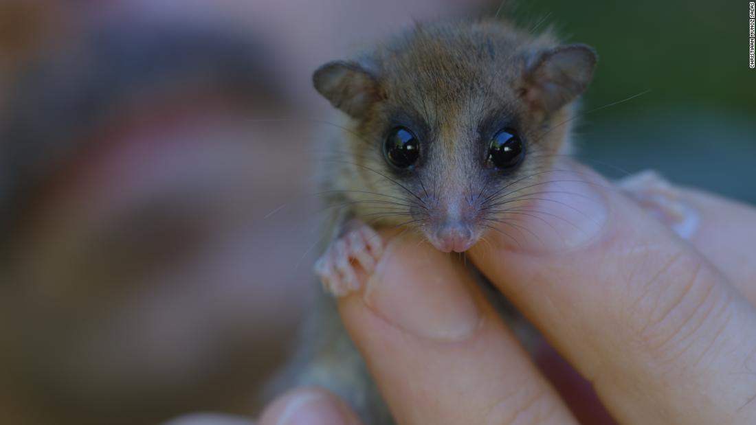 This tiny animal breathes once every 3 minutes – CNN Video