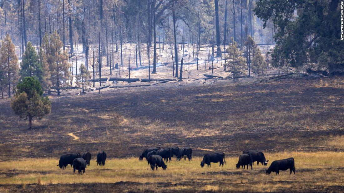 Cattle graze in a meadow surrounded by smoldering tree trunks near Mariposa, California, on Monday.