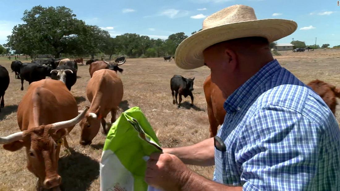 ‘Something’s gotta give.’ Relentless heat and worsening drought conditions are devastating Texas cattle ranchers