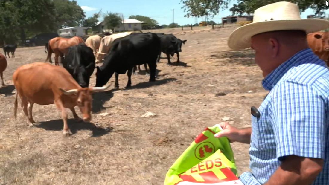 Watch: More farmers than usual are selling their cattle. Here’s why – CNN Video