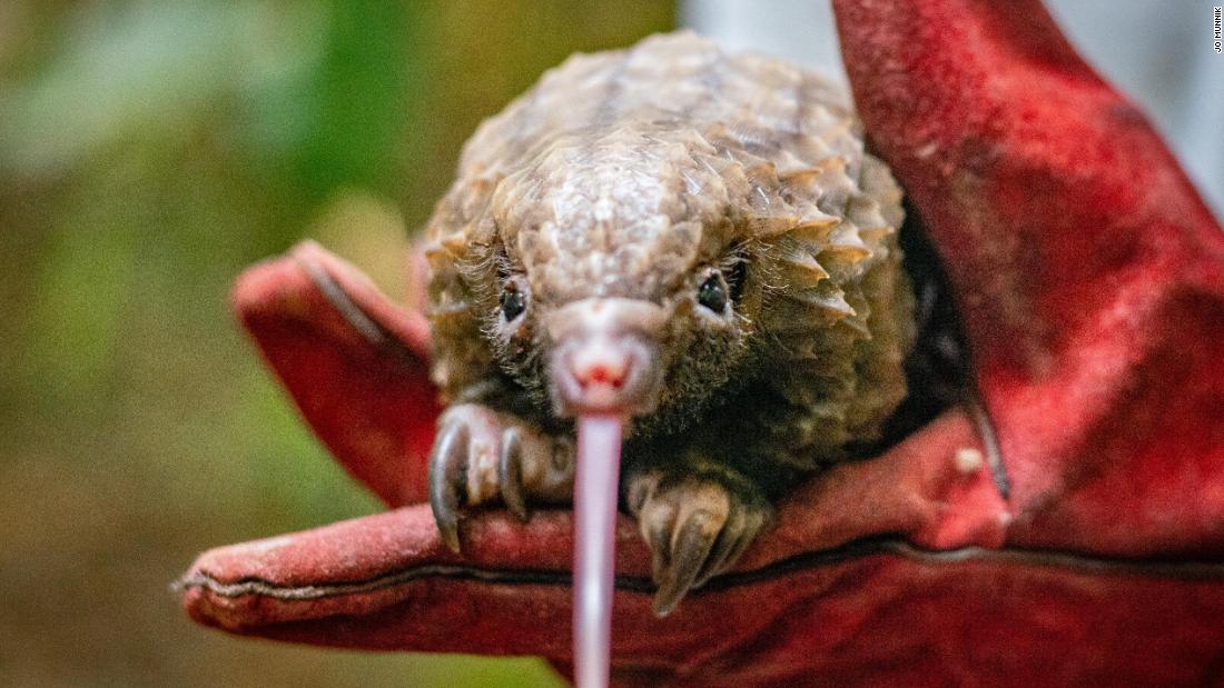 This wildlife sanctuary is caring for pangolins, the world's most trafficked mammal