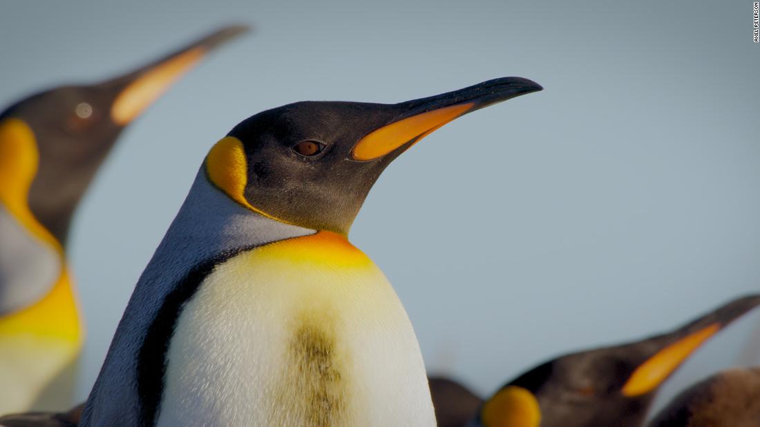 Meet the adorable penguins living across Patagonia