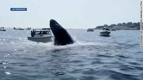 A whale landed on a fishing boat off the coast of Massachusetts over the weekend.