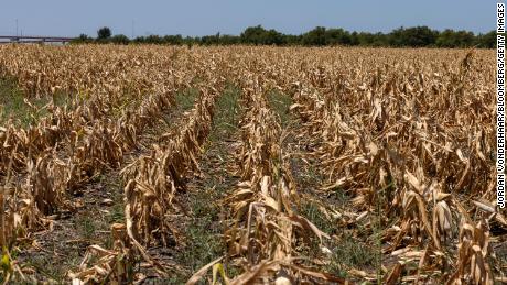 Corn crops that died due to extreme heat and drought are seen in Austin, Texas, on July 11, 2022.