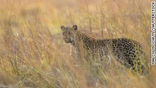 Big game hunters Lawrence and Bianca Rudolph traveled to Kafue National Park in Zambia. Bianca Rudolph hoped to add a leopard to their trophy collection.