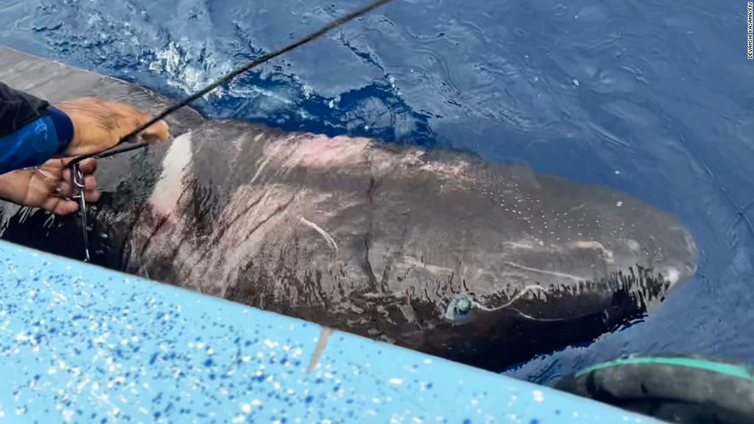 Greenland shark shows up in Belize, thousands of miles from its arctic home