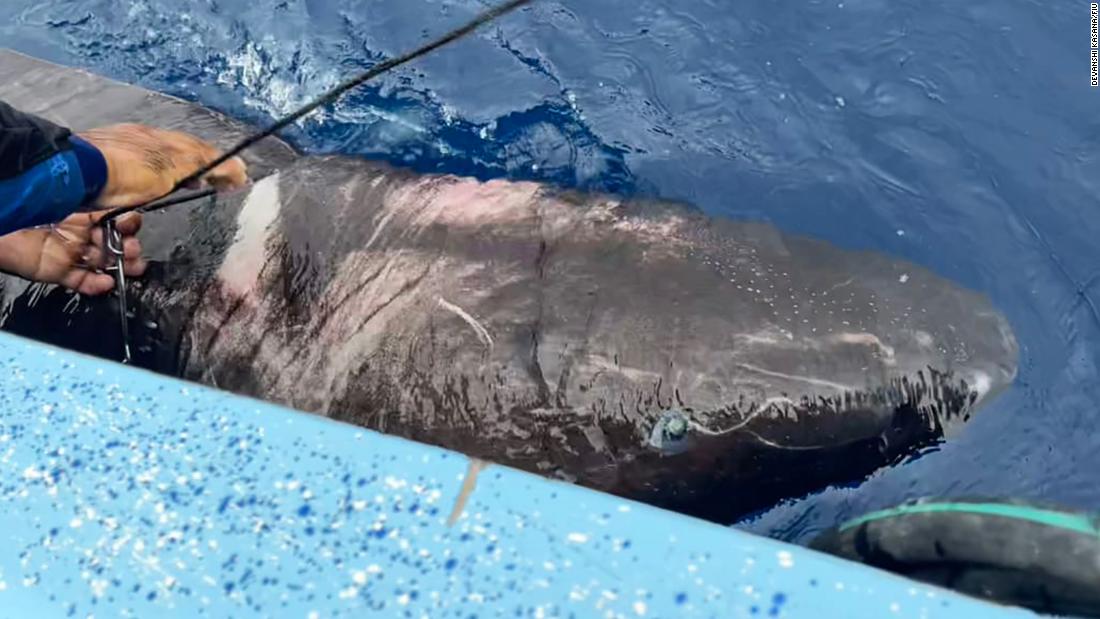 A mysterious Greenland shark showed up in Belize, thousands of miles from its arctic home