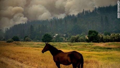 Een paard graast in een weiland terwijl de McKinney Fire zaterdag in Klamath National Forest, in Californië, brandt. 