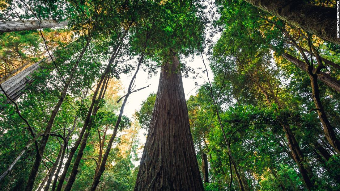 220731233929 hyperion tree super tease Visitors to the world's tallest tree face a $5,000 fine