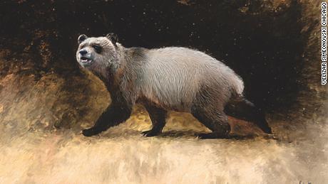Shown here is an artist&#39;s reconstruction of the ancient panda by Velizar Simeonovski. 