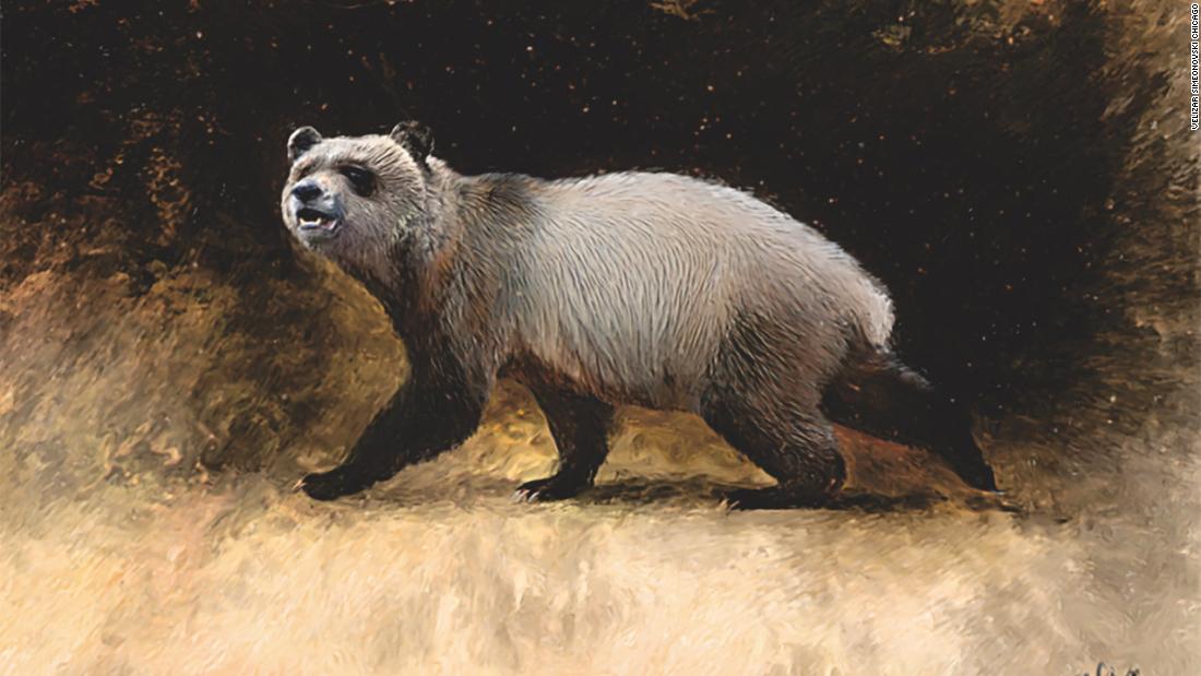 Europe's last panda discovered from teeth held in a Bulgarian museum collection