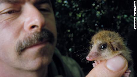 El biólogo Roberto Nespolo de la Universidad Austral de Chile sostiene un monito del monte, un marsupial que habita en los bosques y que es nativo de la Patagonia en América del Sur. 