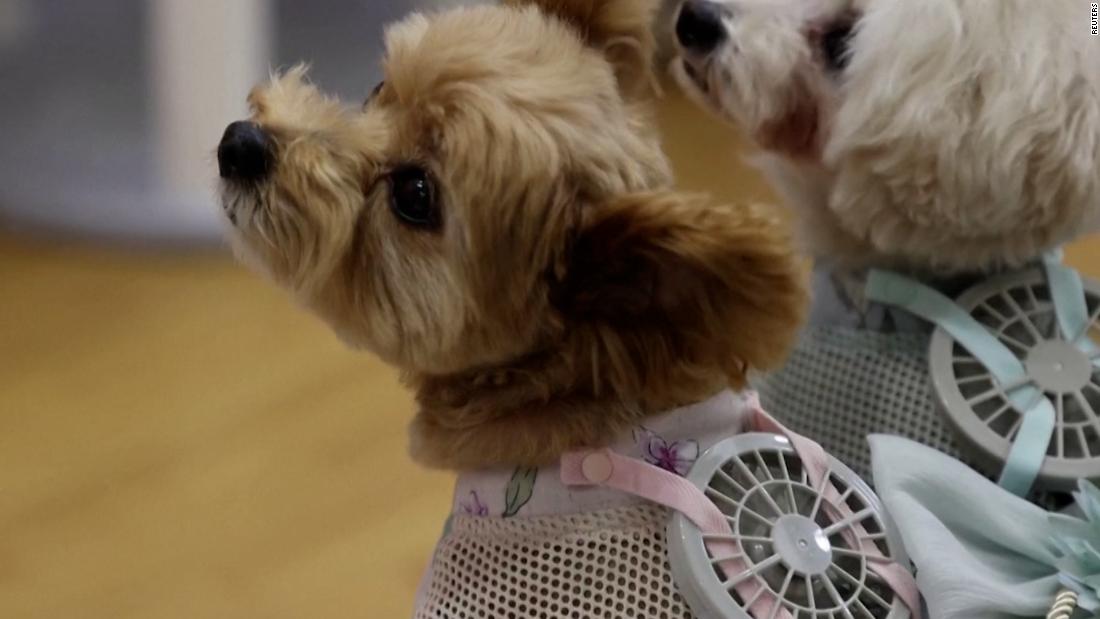 Dogs in Tokyo cool down with wearable fans