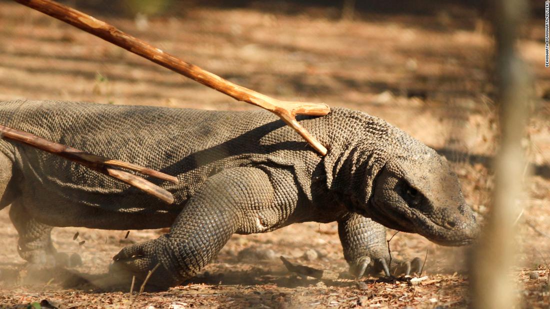 Seeing Komodo dragons now costs $250 and tourism workers are striking over it