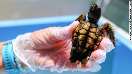 Why 99% of sea turtle babies are now born female, according to scientists