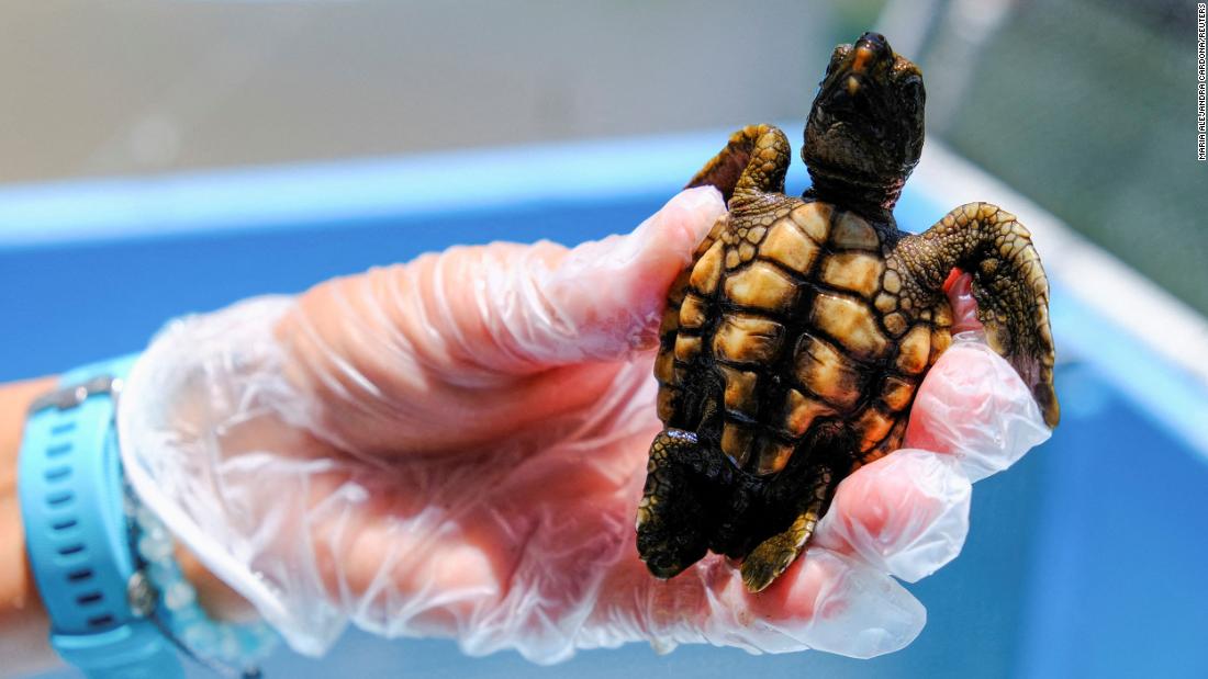 Why 99% of new sea turtle babies are female, according to scientists