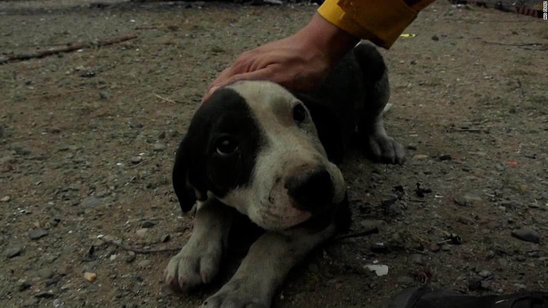 Video: See photographer rescue a lost puppy from McKinney Fire destruction – CNN Video