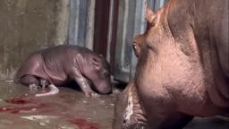 220804085527 new baby hippo cincinnati zoo hp video Fiona is a big sister. New Baby Hippo Born at Cincinnati Zoo
