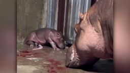 220804111545 hippo cincin hp video Cincinnati Zoo's baby hippo has a name