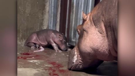 Cincinnati Zoo&#39;s baby hippo has a name