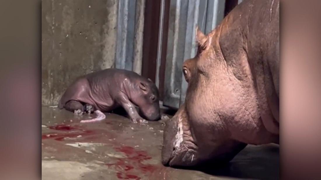 220804111545 hippo cincin super tease Cincinnati Zoo's baby hippo has a name