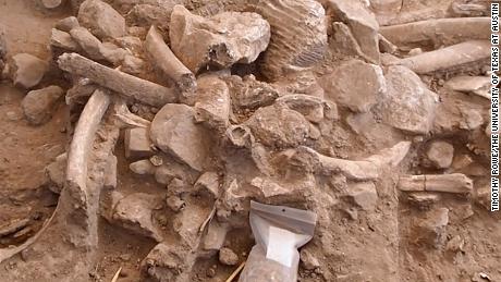 Close up of the bone pile during excavation. This random mix of ribs, broken cranial bones, a molar, bone fragments, and stone cobbles is a refuse pile from the butchered mammoths. It was preserved beneath the adult mammoth&#39;s skull and tusks. 