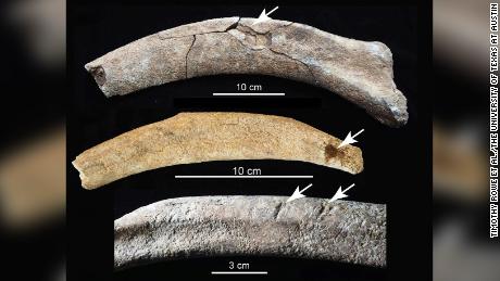 Se pueden ver marcas de matanza en las costillas de mamut.  La costilla superior muestra una fractura por impacto contundente, la costilla media muestra una herida punzante y la costilla inferior muestra marcas de corte. 
