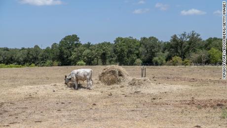 A cow eats hay in a dry pasture during extreme heat outside Paige, Texas, in July.