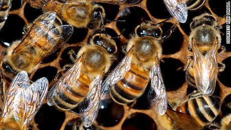 Bees tending a honeycomb.