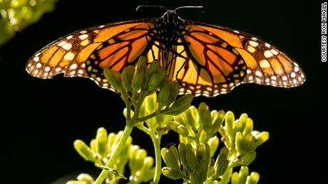Un papillon monarque.