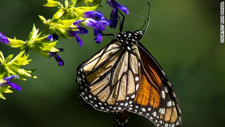 monarch butterfly.