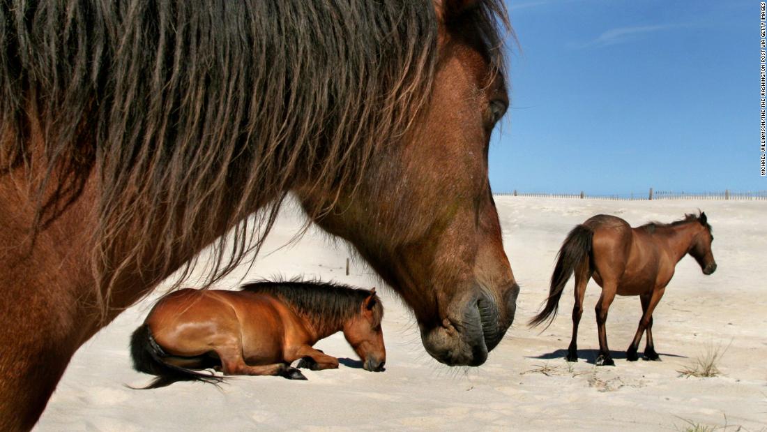 A centuries-old horse tooth might be the last piece in the genetic puzzle of Assateague's horses